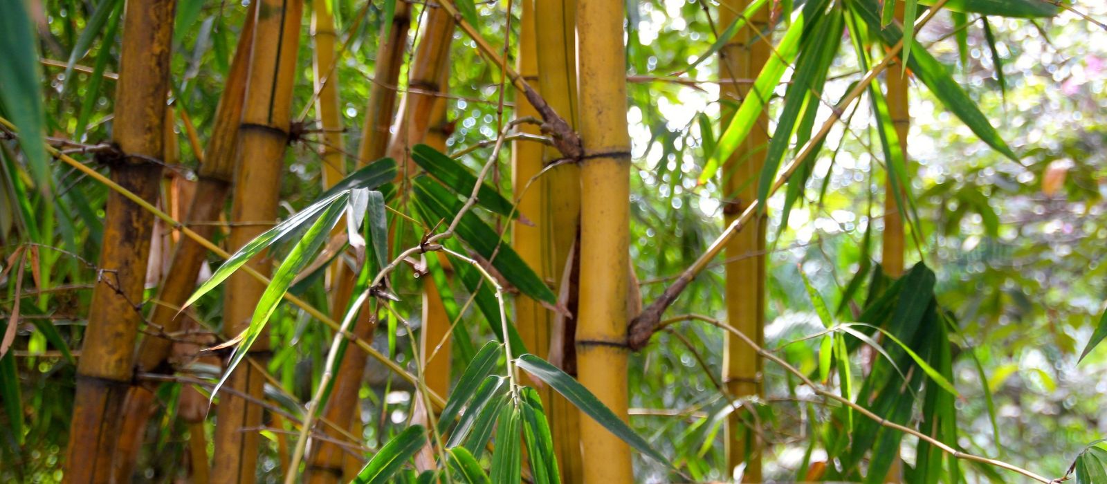 Bamboo is used in India for making Lathi, Ladder, Flute, Incense Sticks, War equipment, and for various ‘religious and social’ purposes for many a centuries. Today, Bamboo is being hailed as ‘Green Gold’ and its farming is considered more beneficial than sugarcane and rice.