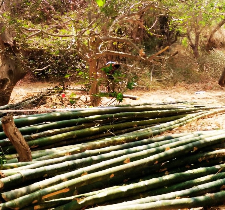 Bamboostan Agro is a group of young entrepreneurs uniting to awake, aware and guide the farmers, youth and The Nation about the multidimensional commercial, environmental and other benefits of miraculous grass ‘Bamboo’ at one hand and reaching out to people with the purity and quality of our agricultural and eco-friendly products at the other.