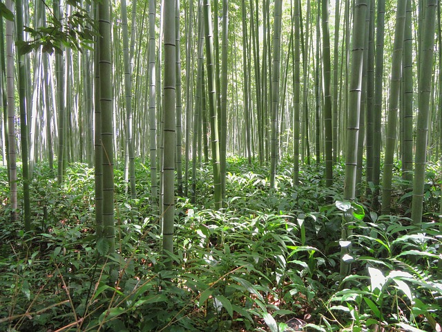 Benefits of Beema Bamboo for Environment and Society